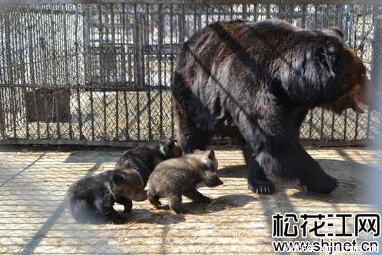 公园棕熊产下3胞胎 